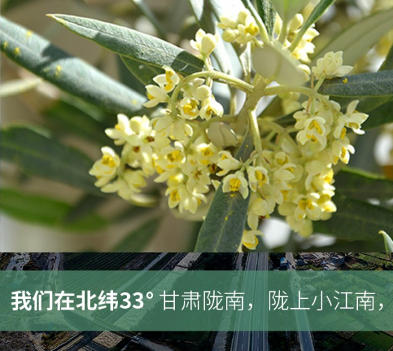 武都的氣候、土壤等與地中海沿岸極其相似，同處于世界頂級(jí)油橄欖黃金生產(chǎn)帶（32°58--33°36）年平均氣溫為14.7°，年日照時(shí)數(shù)1911..